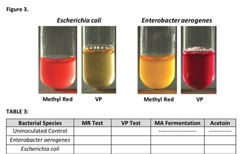 what happens to e. coli during and mr/vp test